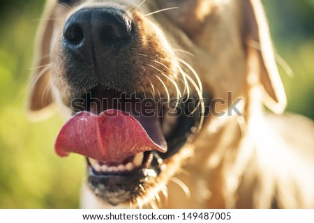 Labrador mouth close-up.
