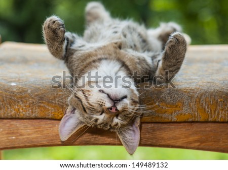 gray kitten is resting in a bizarre posture