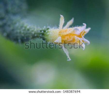 Close-up of the flower attached to an English Cucumber