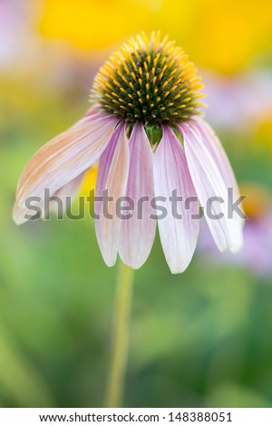 Purple cone flower against a pretty green and yellow background