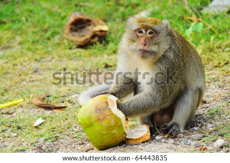Monkeys Eat Coconut Stock Photo 64443835 : Shutterstock