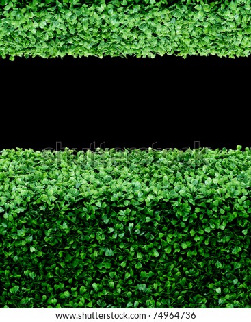 Green plant background on black isolated