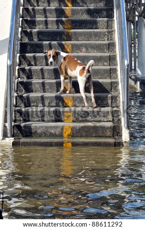 BANGKOK, THAILAND -NOVEMBER 9: A dog on steps after heavy flooding from monsoon rain in Ayutthaya and north Thailand arriving in Bangkok on NOVEMBER 9, 2011 in Bangkok, Thailand.