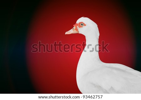 Closeup duck white on red background