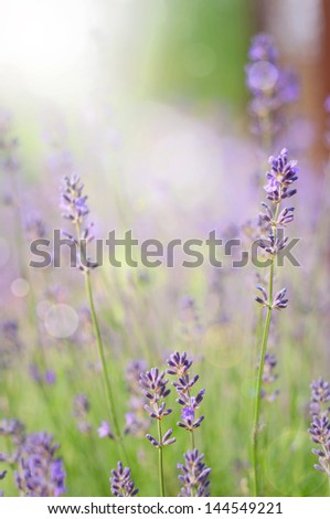 Lavender flowers in the sun