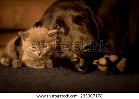 large dog and a small cat sleep together