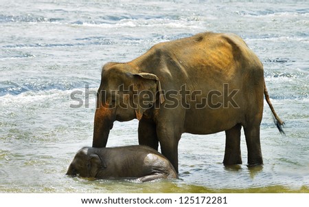 Elephants. Indian elephants in the river. Country Of Sri Lanka