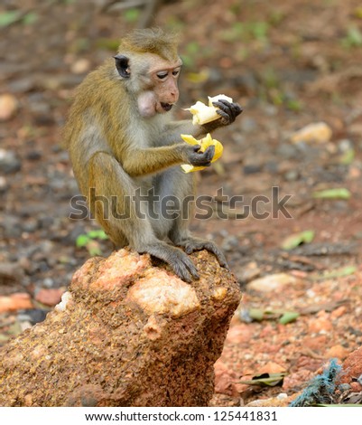 Monkey eatind a banana  in the living nature . Country Of Sri Lanka