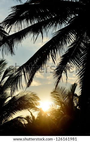 Sunset and the silhouette of palm trees. Photo control light