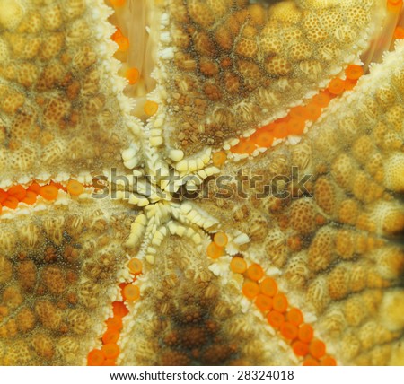 Starfish. A photo of an alive starfish, with detailed study of its bodies