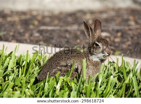 Closeup of cute cottontail bunny rabbit in the garden. Composition with animals