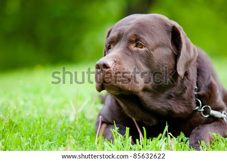 profile portrait of a beautiful chocolate Labrador retriever dog
