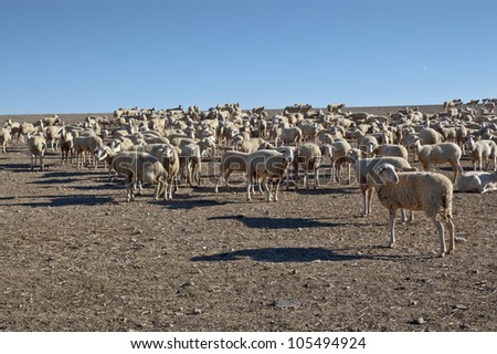 Flock of sheep in an agricultural landscape in Ciudad Real Province, Spain