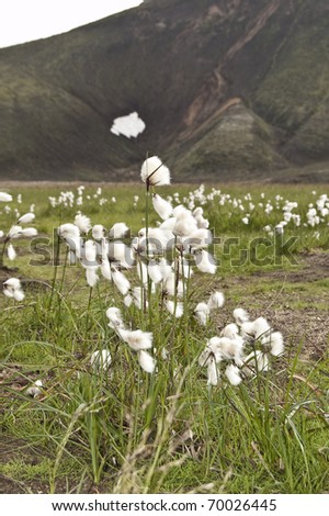 Leaves and flowers of Common cottongrass. This species grows in acidic wetlands and peat bogs all over northern parts of Europe, Asia and North America