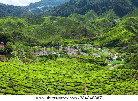 Tea plantation in the mountains of Cameron Highlands, Malaysia