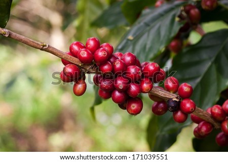 coffee beans on plant in the garden Close to harvest