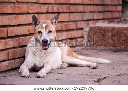 Stray dogs living  on the streets or communities.