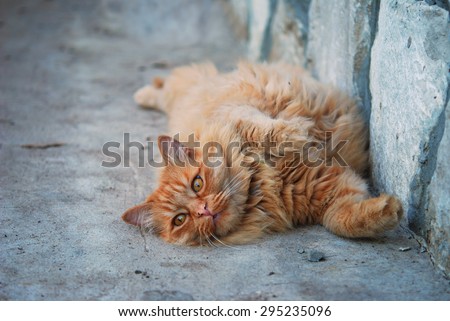 red fat cat in the street