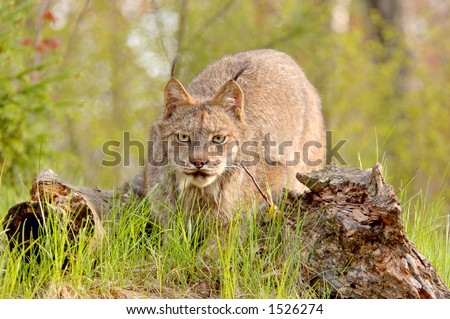 Lynx canadensis with prominent ear tufts in a stalking pose. 12MP camera, taken at a game farm.
