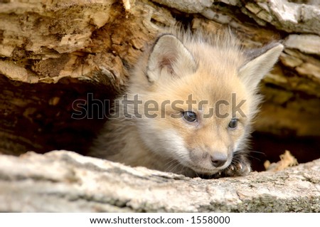 A Red Fox pup (Vulpes vulpes) peers from a log hole. Taken at a game farm. 12MP camera.