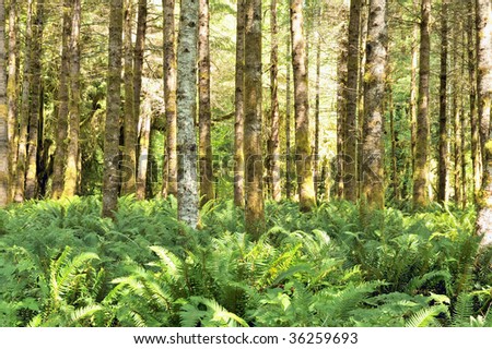 Red alders (Alnus rubra) and ferns in the Quinault temperate rainforest in the Olympic National Park, Washington state, U.S.A.