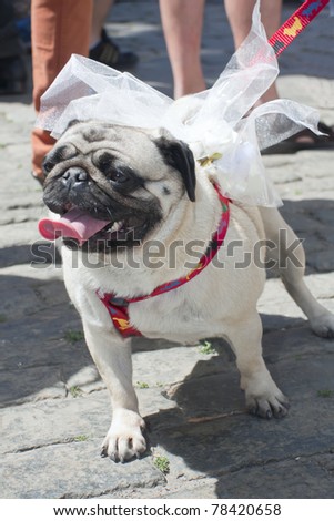 Funny puppy pug with a large bow