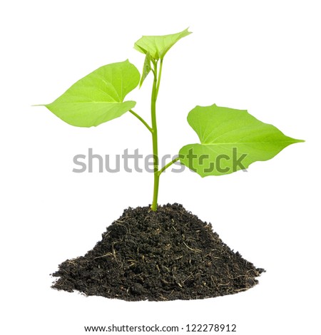 Young plant isolated on white background