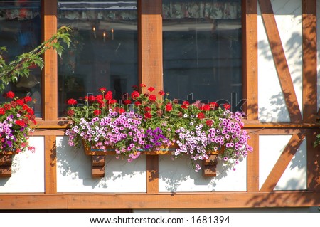 Flower pots on window ledge