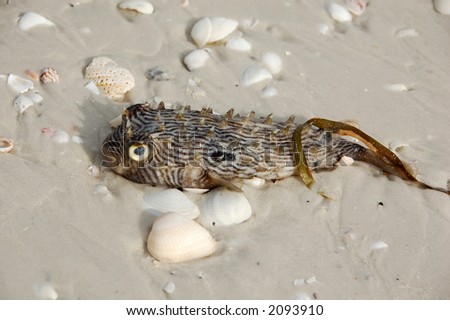 Poisonous pufer fish on beach