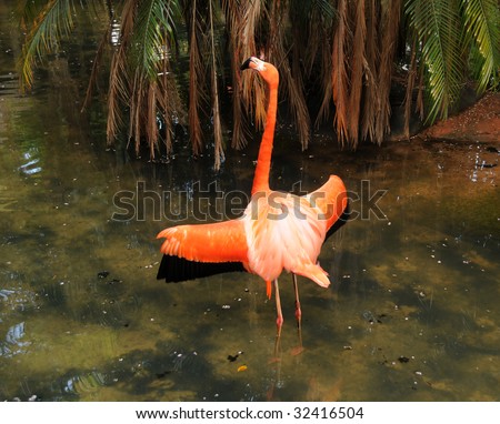 Florida flamingo dancing in its natural environment