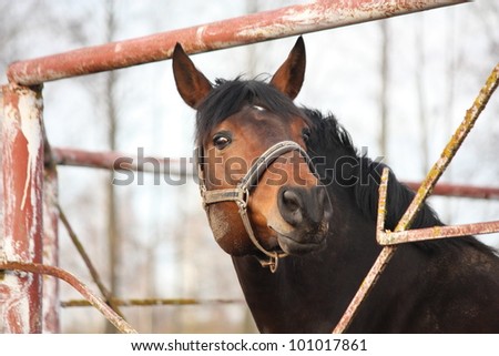 Brown horse behind the metal broken fence