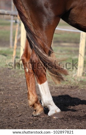 Brown horse hind legs and tail close up