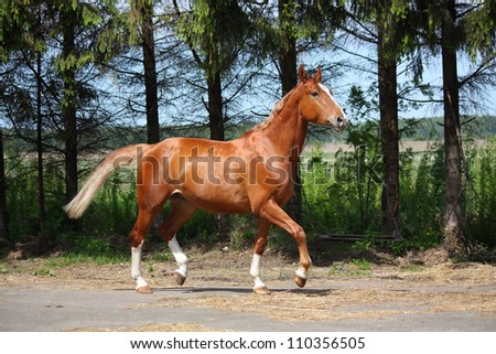 Chestnut horse trotting on the road leading to farm