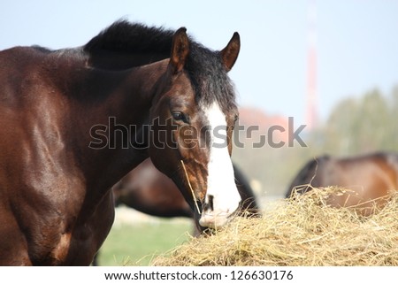 Beautiful bay latvian breed horse eating dry hay on sunny day