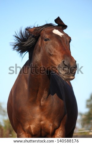 Funny brown horse shaking head on sky background in summer