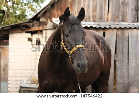 Beautiful black horse portrait at the wooden stable
