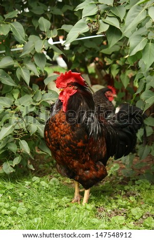 Black and red rooster portrait in summer