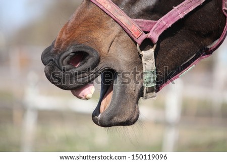 Close up of brown horse with halter yawning