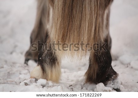Close up of white horse tail in winter