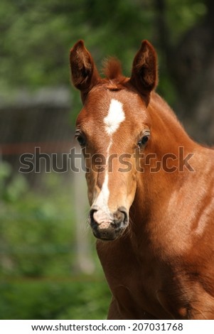 Chestnut cute horse foal portrait in summer outside