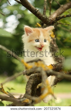 Cute small kitten climbing tree and meowing funny