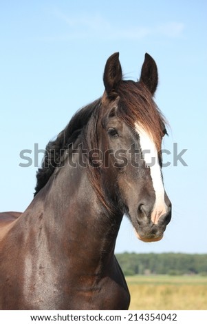Portrait of shire horse on sky background