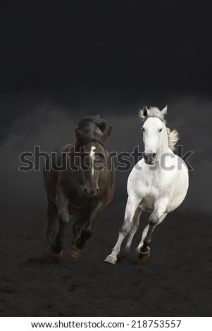 Black and white horses running in the dark wild