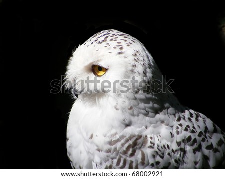 Portrait of snowy owl isolated on black