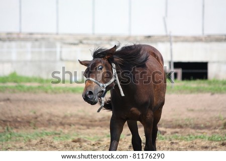 Brown foal shaking head
