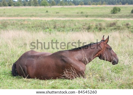 Brown horse sleeping on the ground
