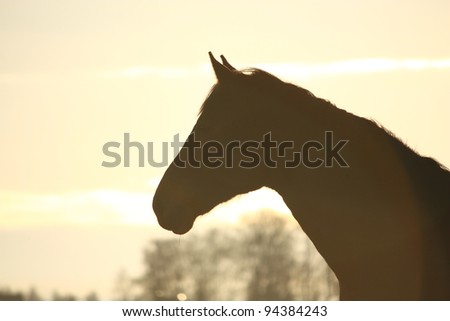 Horse head silhouette on sunset background