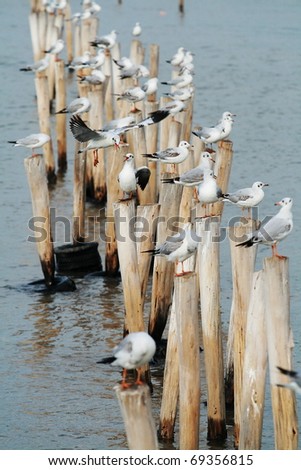 Seagull sit on bamboo wood stake