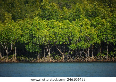 Mangrove forest in tropical sea in Andaman sea, southern of Thailand