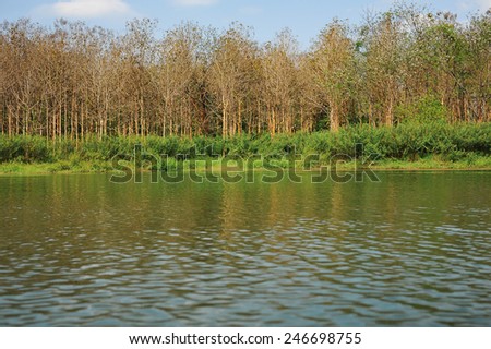 Eucalyptus forest and lake in Thailand